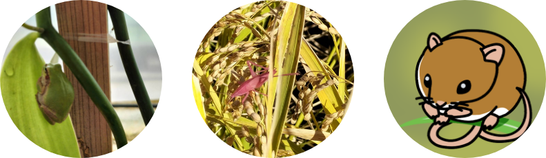 田んぼの生息している動物達