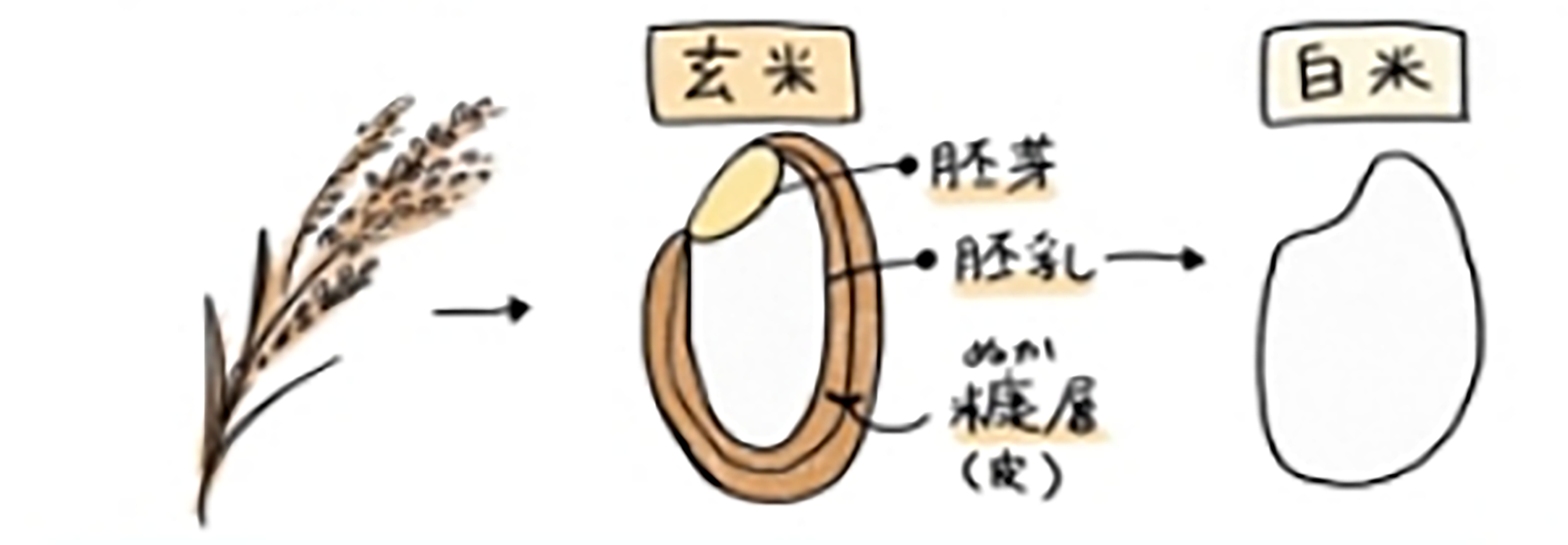 玄米 胚芽 胚乳 糠 白米のイラスト