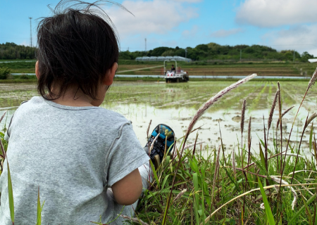 子供と田んぼ