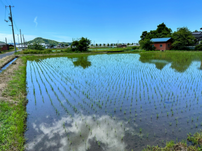 田んぼ